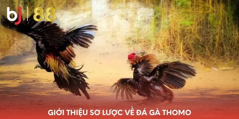gioi-thieu-so-luoc-ve-da-ga-thomo
