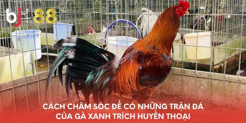 cach-cham-soc-de-co-nhung-tran-da-cua-ga-xanh-trich-huyen-thoai