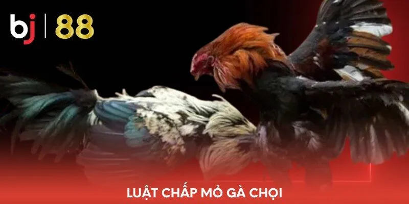 luat-chap-mo-ga-choi