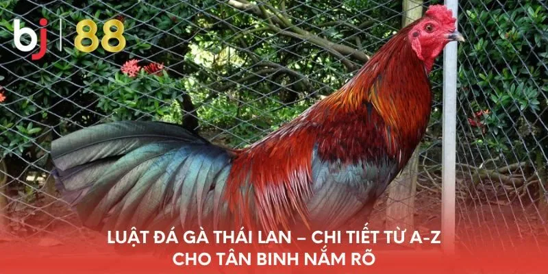 luat-da-ga-thai-lan-chi-tiet-tu-a-z-cho-tan-binh-nam-ro