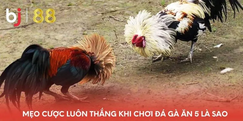 meo-cuoc-luon-thang-khi-choi-da-ga-an-5-la-sao