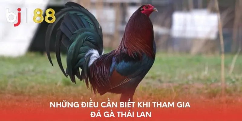nhung-dieu-can-biet-khi-tham-gia-da-ga-thai-lan