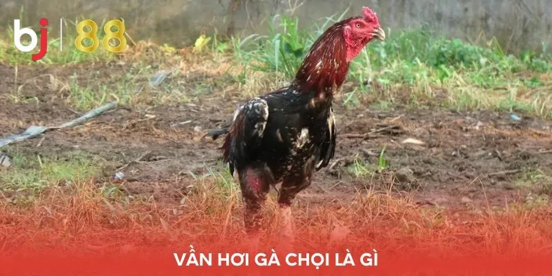 van-hoi-ga-choi-la-gi